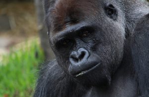 Uganda gorilla trekking