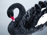 what is black swan