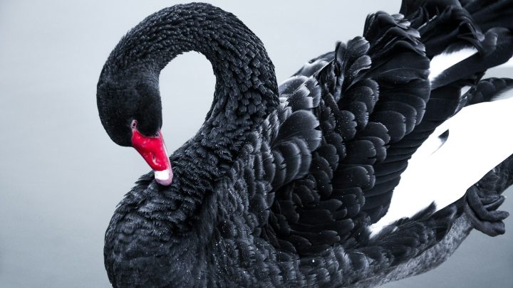 What Is A Black Swan And How It Affects The Business World?