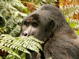 Uganda gorilla trekking