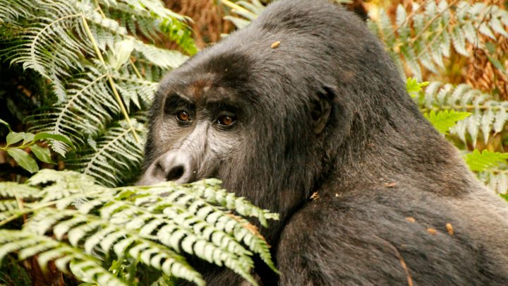 Uganda Gorilla Trekking in a Nutshell